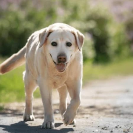 Image of: Why Is My Senior Dog Slowing Down on Walks?