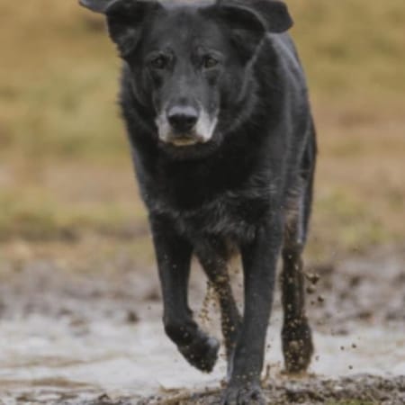 Image of: My Senior Dog Can’t Jump on the Couch Anymore: What Changed?