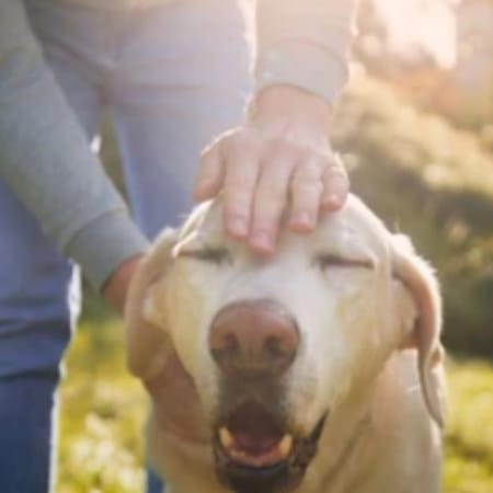 Image of: “My Senior Dog Growls When I Touch Their Back”: what it could mean and what to do