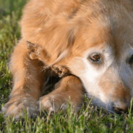 Image of: My Senior Dog Is Walking Stiff After Lying Down: What It Could Mean