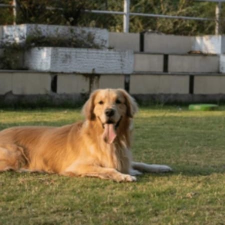 Image of: My Senior Dog Sits Down Mid-Walk: What Their Body May Be Telling You
