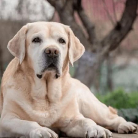 Image of: Why Does My Senior Dog Pace, Then Refuse to Walk?