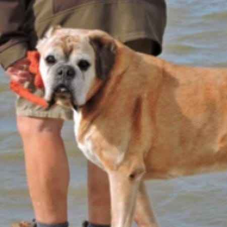 Image of: “My Senior Dog Has Lumps That Weren’t There Before”: What It Could Mean and What to Do