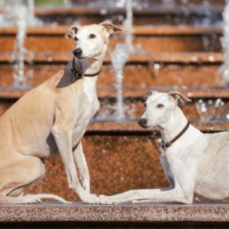Image of: My Senior Dog Walks Fine Some Days and Barely Moves on Others