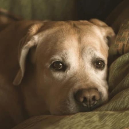 Image of: My Senior Dog Drags Their Back Feet: Warning Signs You Shouldn’t Ignore