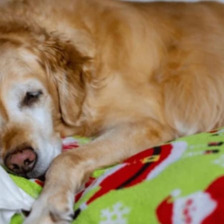 Image of: Why Does My Old Dog Limp After Resting?