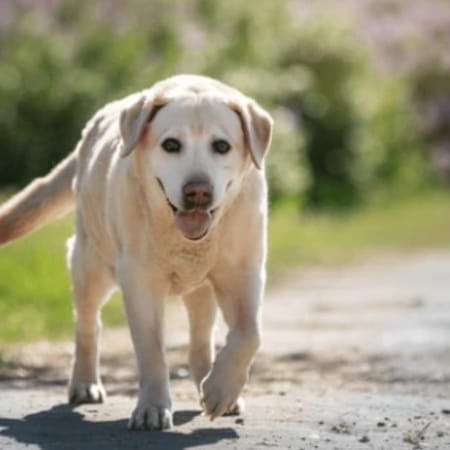 Image of: My Senior Dog’s Back Legs Are Getting Weak: Common Causes and Next Steps