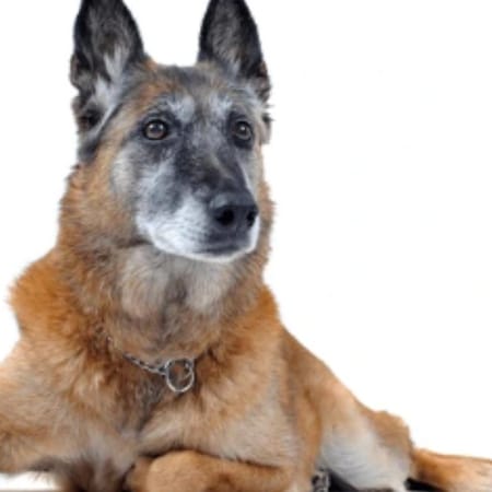 Image of: “My Senior Dog Is Weak in the Back Legs”: What It Could Mean and What to Do