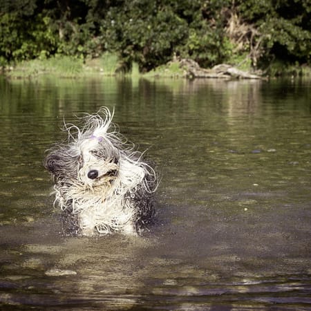 Image of: How Often Should You Bathe a Senior Dog?