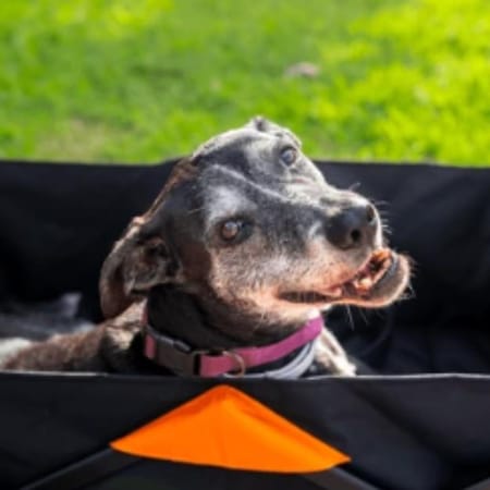 Image of: How to Support a Senior Dog After Vestibular Disease