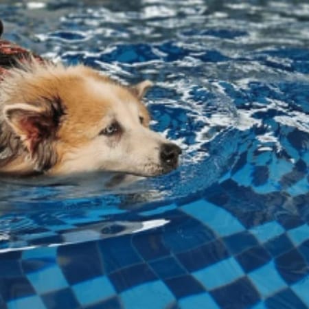 Image of: How to Help a Senior Dog Build Muscle Safely