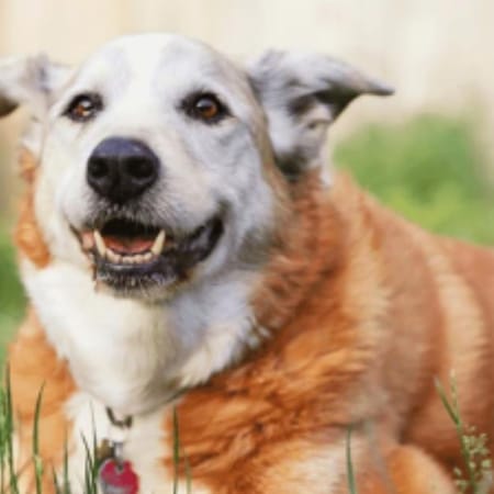Image of: Best Diet for a Senior Dog With a Sensitive Stomach