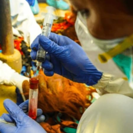 Image of: How Often Should Senior Dogs Get Bloodwork?