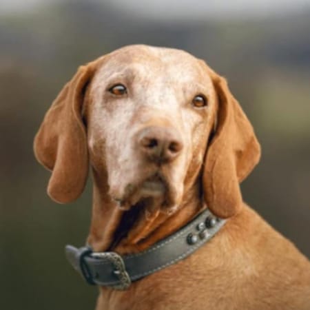 Image of: How to Help a Senior Dog With Sundowning