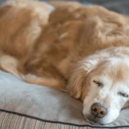 Image of: 7 Signs Your Senior Dog May Be Losing Hearing