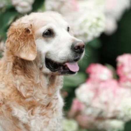 Image of: How to Create a Senior Dog Wellness Routine at Home