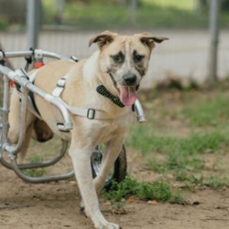 Image of: The Best Harnesses for Senior Dogs With Mobility Issues
