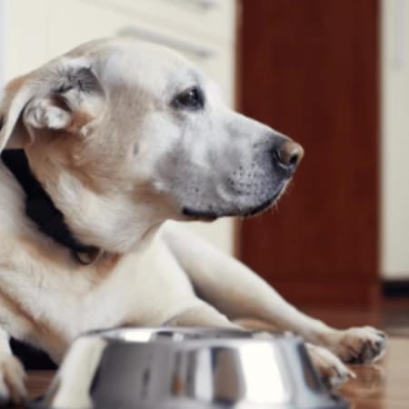Image of: Do Senior Dogs Need More Protein or Less?