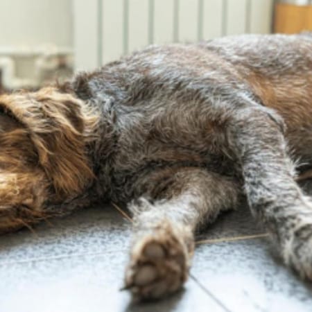 Image of: Senior Dog Weight Loss: When It’s Helpful and When It’s a Warning Sign