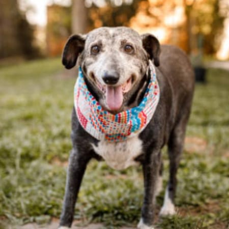 Image of: What Changes in Poop Are Normal in Senior Dogs?