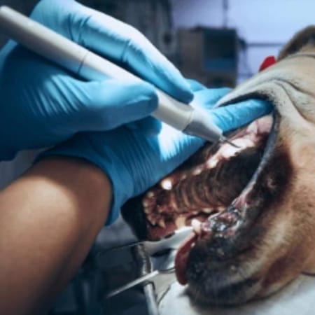 Image of: Senior Dog Dental Care: What Matters Most After Age 8