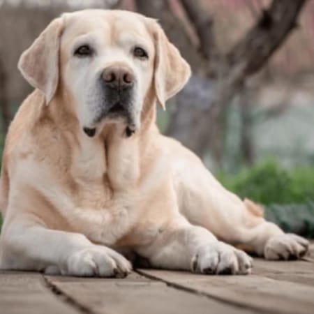 Image of: The Best Flooring Solutions for Homes With Senior Dogs
