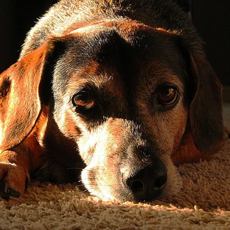Image of: Senior Dog Checklists by Age: 7, 10, 12, and Beyond