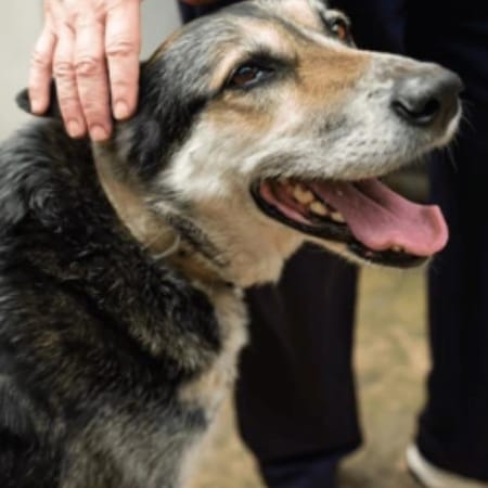 Image of: How to Keep Your Senior Dog Mentally Stimulated Indoors