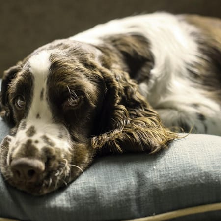 Image of: How to Choose the Best Orthopedic Bed for Your Senior Dog