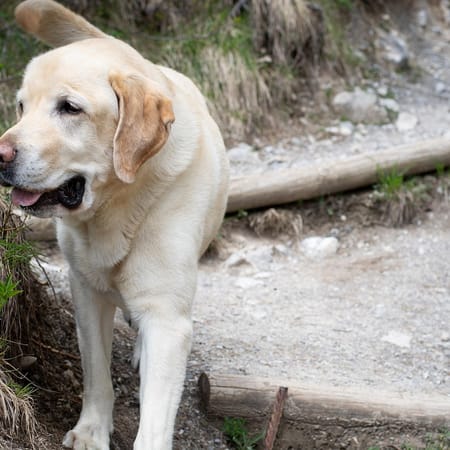 Image of: Can Senior Dogs Still Go on Hikes? How to Do It Safely