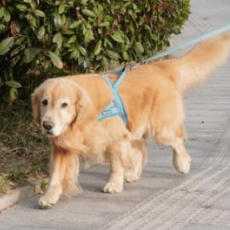 Image of: How to Know if Your Senior Dog Still Enjoys Walks