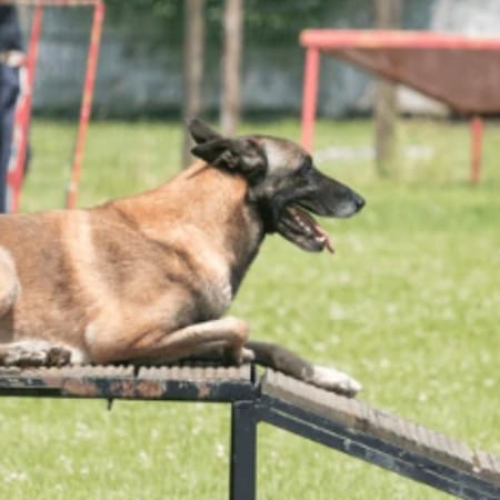 Image of: The Best Ramps and Steps for Senior Dogs