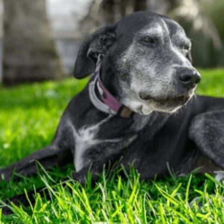 Image of: A Month-by-Month Senior Dog Care Plan for the First Year After They Turn 8
