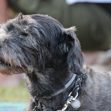 Image of: Can Senior Dogs Be Left Alone All Day?