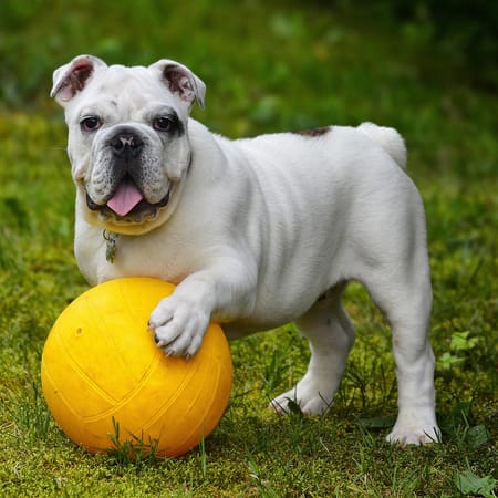 Image of: Common Signs of Mobility Decline in Senior Dogs and Why They Deserve Attention