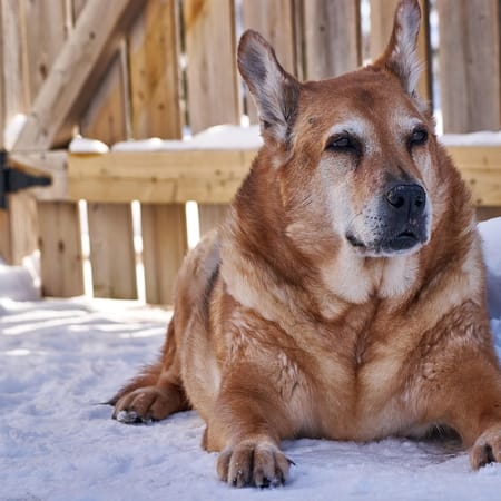 Image of: How to Tell if Your Senior Dog's Mobility Plan Is Actually Helping
