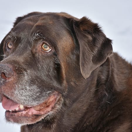 Image of: How Weight, Muscle Loss, Pain, and Inactivity Can Affect a Senior Dog's Mobility