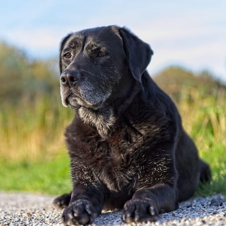 Image of: Gentle At-Home Massage for Senior Dogs: What It Can and Cannot Do