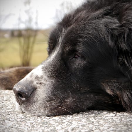 Image of: A Simple Morning-to-Night Mobility Routine for an Older Dog