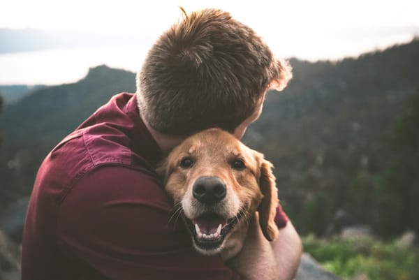 Senior Dog Picture