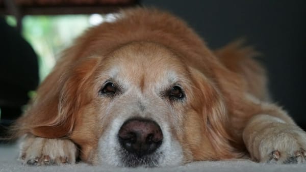 CBD and Senior Dog Mobility: What the Evidence Says So Far
