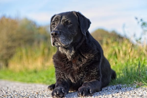 Gentle At-Home Massage for Senior Dogs: What It Can and Cannot Do