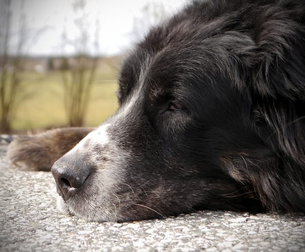 A Simple Morning-to-Night Mobility Routine for an Older Dog