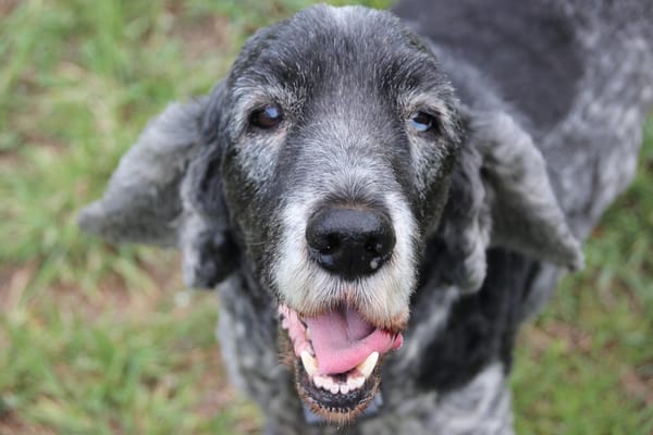 Why Your Senior Dog’s Mobility Plan Should Change as They Age