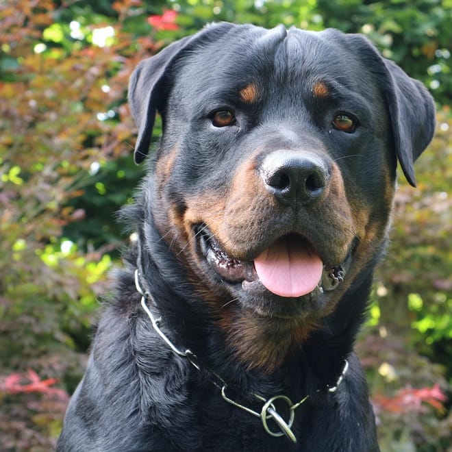 Image of: When Is a Rottweiler Considered a Senior Dog?