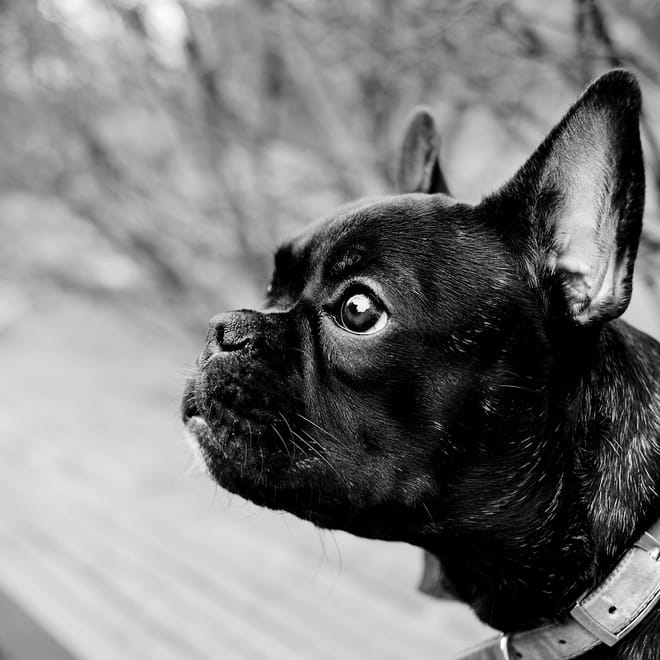 Image of: Saying Goodbye with Grace: Helping Senior Dogs Cross the Rainbow Bridge