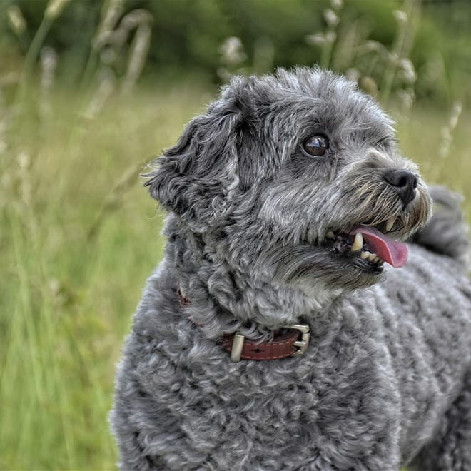 Image of: 10 Heart-Melting Reasons Senior Dogs Are Pure Soulmates