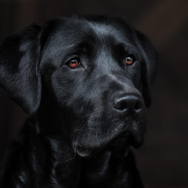 Image of: 5 Senior Dog Superfoods That Can Add Years to Their Life