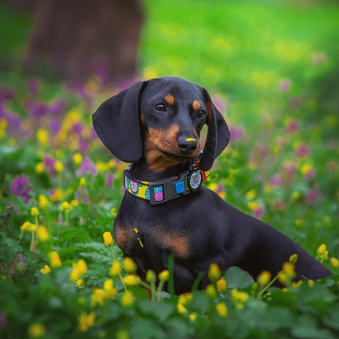 Image of: When Is a Dachshund Considered a Senior Dog?
