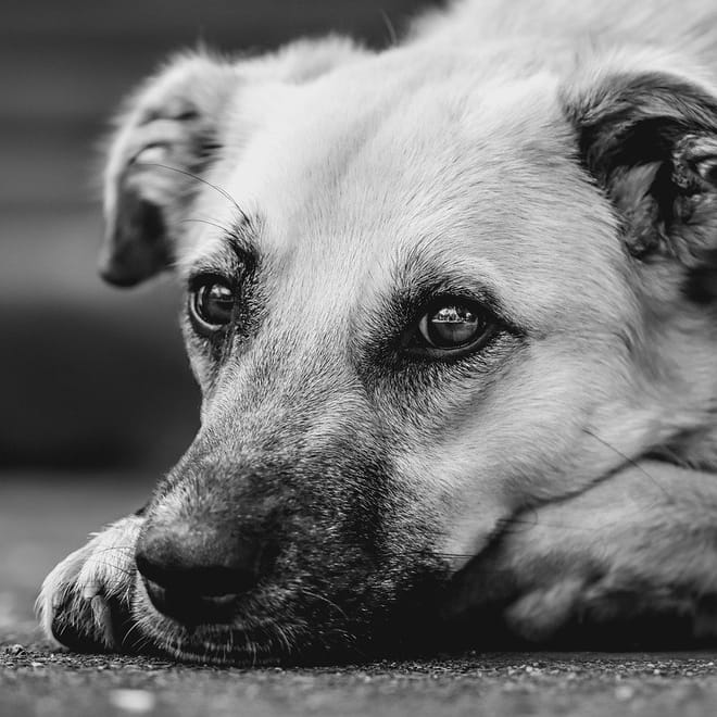 Image of: Low-Impact Activities to Keep Your Senior Dog Happy and Engaged